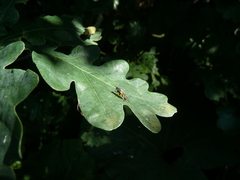 Solva marginata