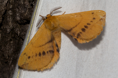 Stenoglene obtusa
