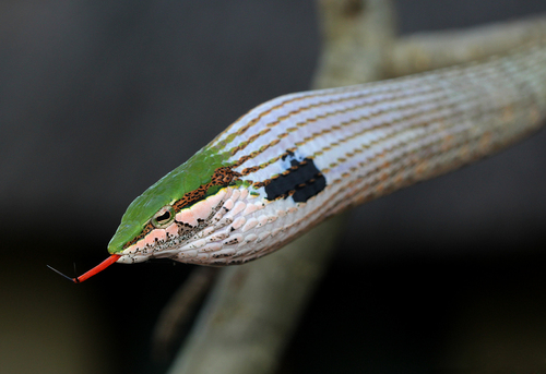 Eastern Twig Snake