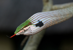 Eastern Twig Snake