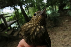 Glyphorynchus spirurus