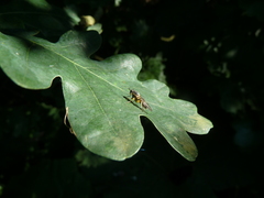Solva marginata