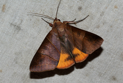 Thyas rubricata