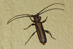 Xystrocera dispar