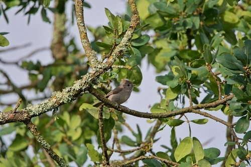 Oak Titmouse