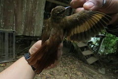 Glyphorynchus spirurus