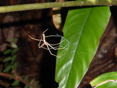 Deinopis guianensis