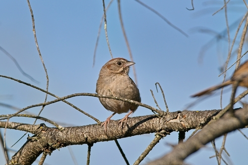 Rufous-crowned Sparrow
