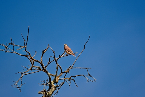American Kestrel