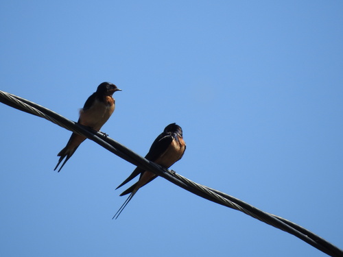 Barn Swallow