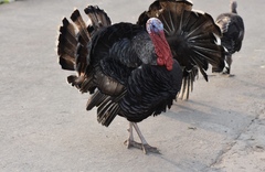 Meleagris gallopavo domesticus