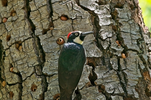 Acorn Woodpecker
