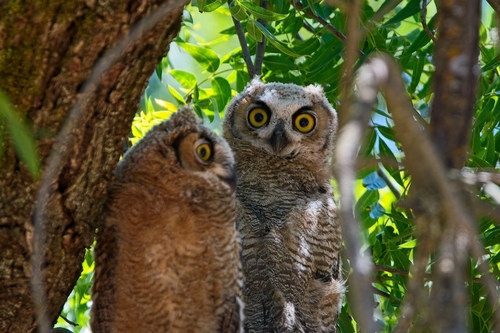 Great Horned Owl