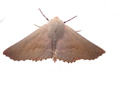 Monoctenia smerintharia