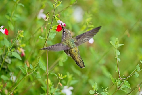 Anna's Hummingbird