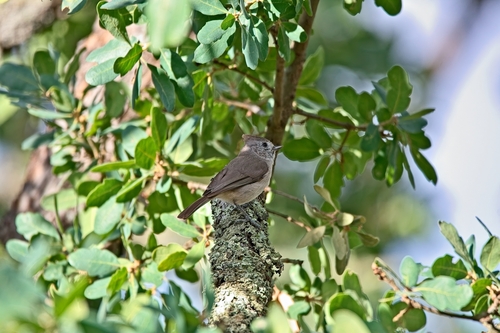 Oak Titmouse