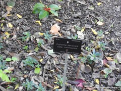 Euphorbia paniculata monchiquensis