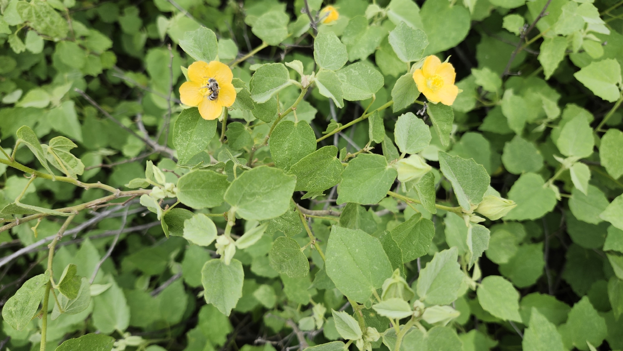 Abutilon berlandieri A.Gray