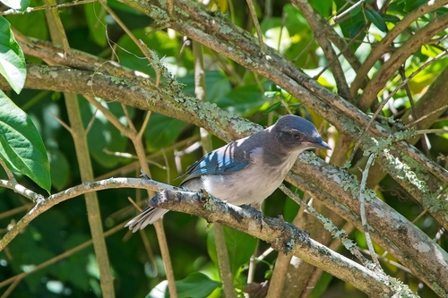 California Scrub-Jay