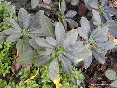 Euphorbia paniculata monchiquensis
