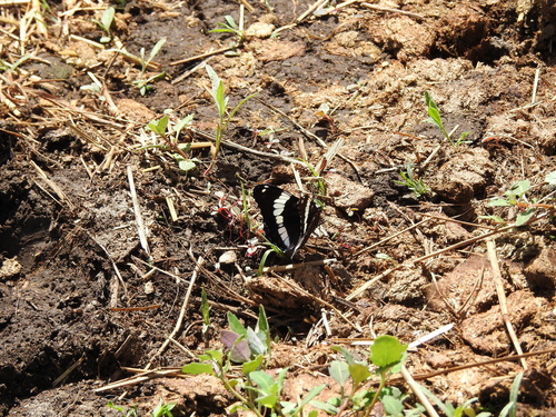 Red-spotted Admiral