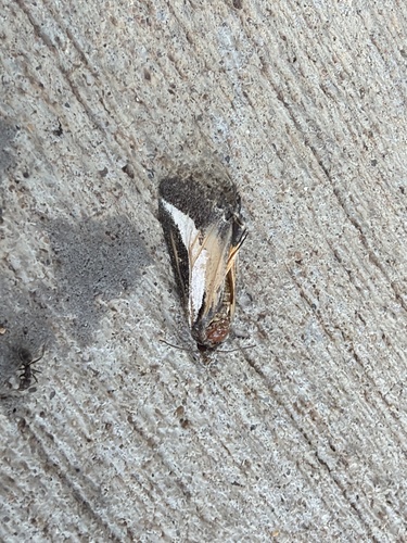 staghorn cholla moth