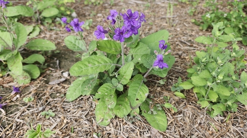 Ruellia yucatana