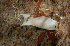 Scyliorhinus stellaris