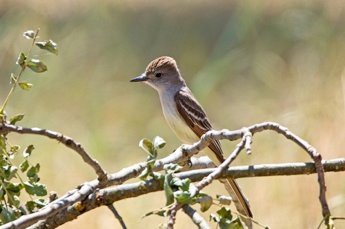 Ash-Throated Flycatcher