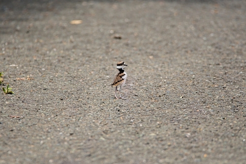 Killdeer