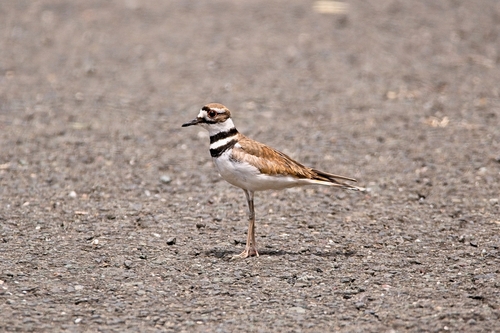Killdeer