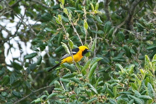 Hooded Oriole