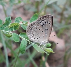 Pseudozizeeria maha