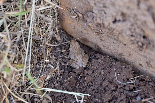 Pacific Tree Frog