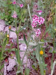 Silene gallica image