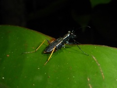 Odontocheila cayennensis