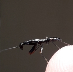 Odontomantis planiceps