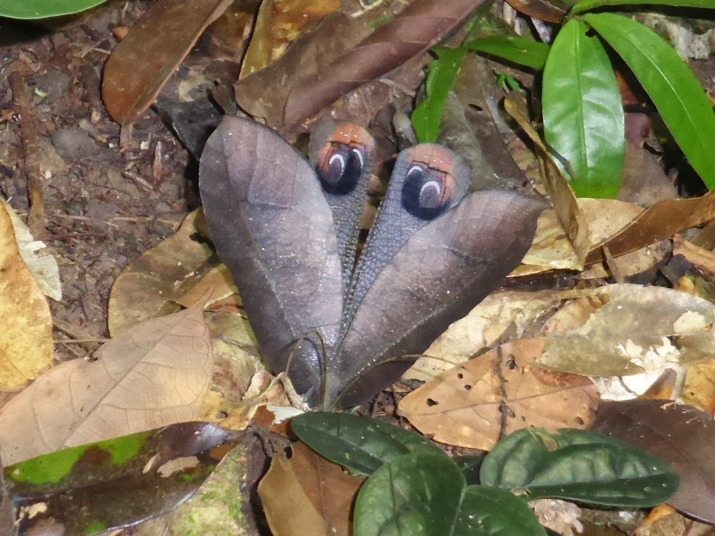 Peacock Katydid