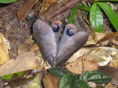 Peacock Katydid