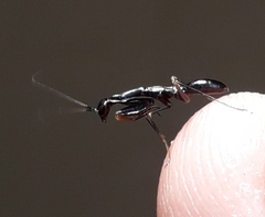 Odontomantis planiceps