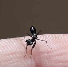 Odontomantis planiceps