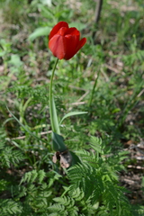 Tulipa gesneriana