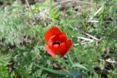 Tulipa gesneriana