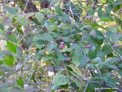 Euonymus oxyphyllus