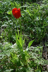 Tulipa gesneriana