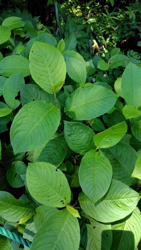 Asian jumpseed