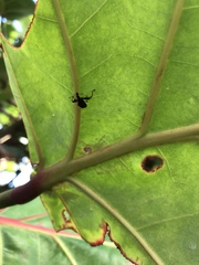 Euscelus armatus