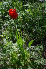 Tulipa gesneriana