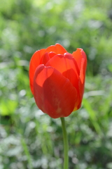 Tulipa gesneriana