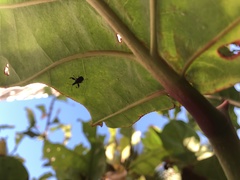 Euscelus armatus